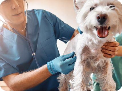 Bezplatná veterinární péče