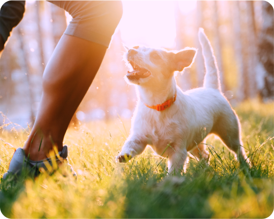 Pes běhající po trávě